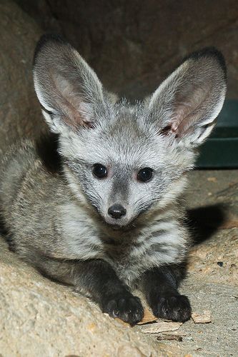 Bat Eared Fox Pup | Mark Dumont | Flickr Fox Breeds, Bat Eared Fox, Fox Bat, Fox Pups, Wild Animals Photos, Foxes Photography, Fox Pictures, Most Beautiful Animals, Rare Animals