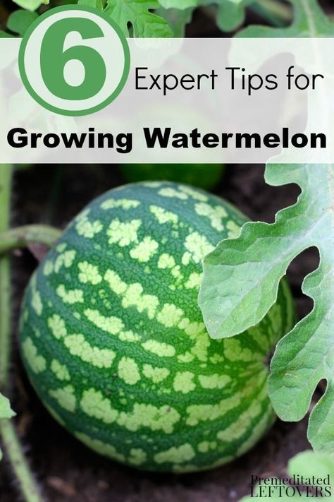 Plant Watermelon, Watermelon Growing, Watermelon Plants, Growing Watermelon, How To Grow Watermelon, Organic Vegetable Garden, Garden Veggies, Veg Garden, Home Vegetable Garden