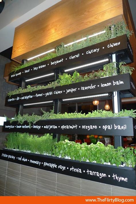 Enjoy Herbs? This must smell heavenly.. Vertical Herb Gardens, Indoor Herb, Vertical Herb Garden, Indoor Vegetable Gardening, Casa Country, Indoor Herb Garden, Indoor Gardens, Herbs Indoors, Hydroponic Gardening