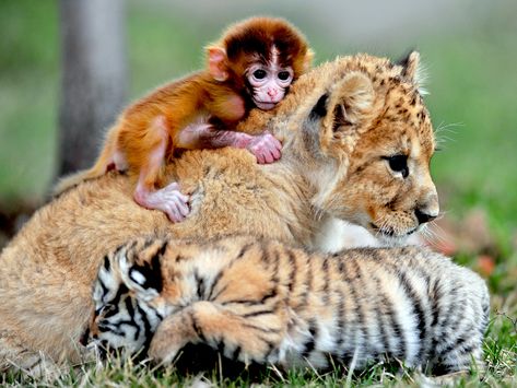 Baby lion, tiger and monkey take a snuggle break at animal kindergarten Unlikely Animal Friends, Unlikely Friends, Shenyang, Baby Tiger, Animals Friendship, Baby Lion, Unusual Animals, A Tiger, Baby Monkey