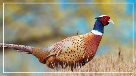 Common Pheasant, Merlin Bird, Names Of Birds, Ring Necked Pheasant, What Is A Bird, Wildlife Decor, Red Face, Brown Bird, Bird Hunting