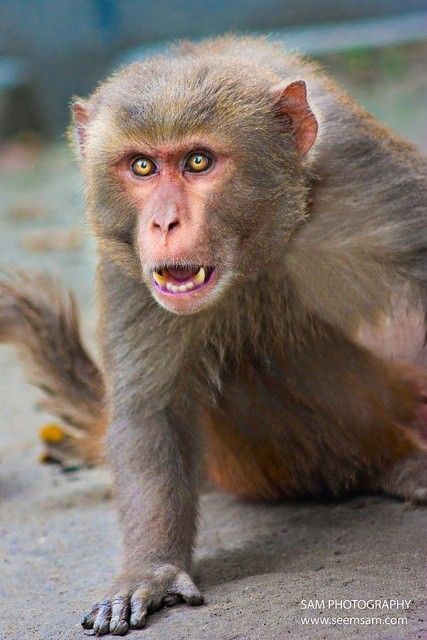 Japanese Monkey, Bigfoot Pictures, Types Of Monkeys, Indian Animals, Wild Animals Photos, Animals Amazing, Creature Artwork, Paws And Claws, A Monkey