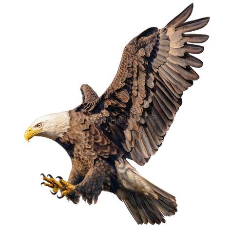 Bald Eagle Flying, Eagle Flying, Eagle Drawing, Eagle Images, Eagle Wallpaper, Eagle Pictures, Draw And Paint, Eagle Tattoos, Eagle Art