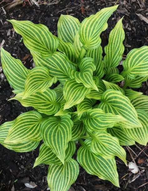 Variegated Hosta, Dry Shade Plants, Hummingbird Plants, Pollinator Plants, Shade Garden Plants, Hosta Gardens, Hosta Plants, Cottage Garden Plants, Shade Plants