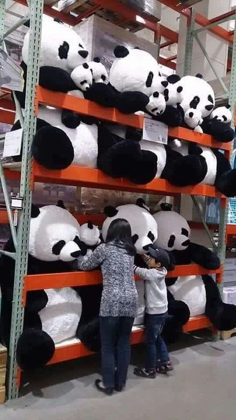 Toy Collection Room, Panda Teddy Bear, Panda Stuffed Animal, Panda Items, Giant Teddy Bear, Panda Panda, Cute Panda Wallpaper, Crazy Funny Pictures, Bear Decor