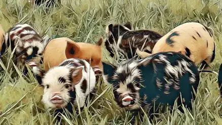 Kunekune Pigs, Toxic Plants, Raising Pigs, Animals And People, Farm Lifestyle, Poisonous Plants, Family Inspiration, Genetic, Fruit Trees