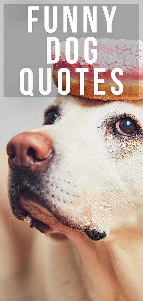 Dog Walking Quotes, Short Dog Quotes, Labrador Quotes, Funny Dog Quotes, Funny Dog Tags, Cute Dog Quotes, Dog Mom Quotes, Puppy Quotes, Dog Lover Quotes