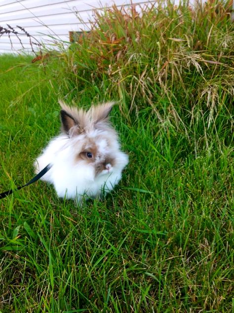 Torn Aesthetic, Lion Head Bunny, Lion Head Rabbit, Lionhead Bunny, Funny Bunny Videos, Pet Bunny Rabbits, Rabbit Breeds, Bunny Mom