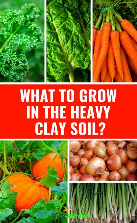 Clay Vegetable Garden, Root Crops Vegetables, Soil Amendments For Clay Soil, Amending Soil In Raised Beds, Gardening In Clay Soil, Clay Soil Gardening, Rooted Vegetables, Amending Clay Soil, Clay Soil Plants