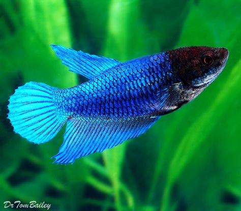 Female Betta Fish are usually not as colorful as Male Betta Fish, but we often have Female Bettas that are colorful. They can usually live with each other in the same aquarium. Click on a picture below to shop and learn more about that fish. Betta Sorority, Female Betta Fish, Betta Breeding, Fish Beta, Types Of Betta Fish, Male Betta Fish, Aquarium Goldfish, Female Betta, Breeding Betta Fish