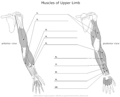 Muscles of Upper Limb Unlabeled Muscles Of Upper Limb, Upper Limb Anatomy, Muscles Anatomy, Blank Drawing, Human Body Worksheets, Physical Therapy School, Radiology Student, Anatomy Bones, Anatomy Coloring Book