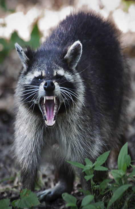 Angry Raccoon Angry Raccoon Drawing, Raccoon Reference, Vicious Animals, Angry Raccoon, Raccoon Teeth, Raccoon Drawing, Raccoon Tattoo, Teeth Drawing, Trash Pandas