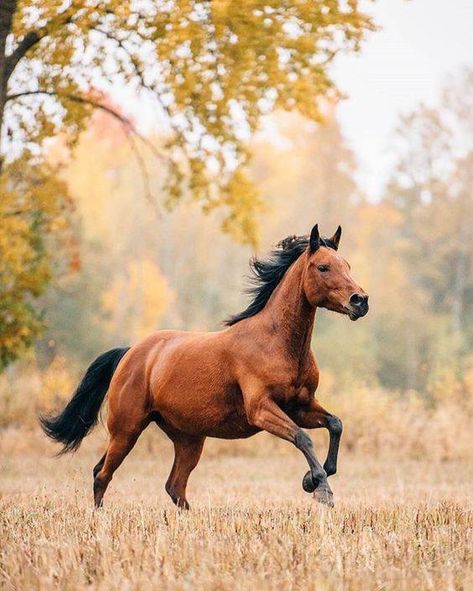 Freedom The Field, Trees, Horses, Running