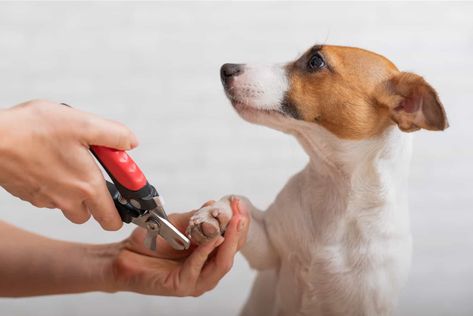 How To Sedate A Dog For Nail Clipping: 6 Useful Tips Dog Broken Nail, Clipping Dog Nails, Cut Dog Nails, Dogs Nails, Trimming Dog Nails, Nail Room Ideas, How To Cut Nails, Broken Nails, Dog Cuts