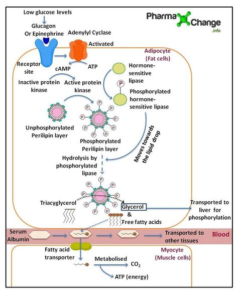 Functional Group, Carboxylic Acid, Glucose Levels, Organic Chemistry, Ffa, Biochemistry, Fatty Acids, Chemistry, Binding