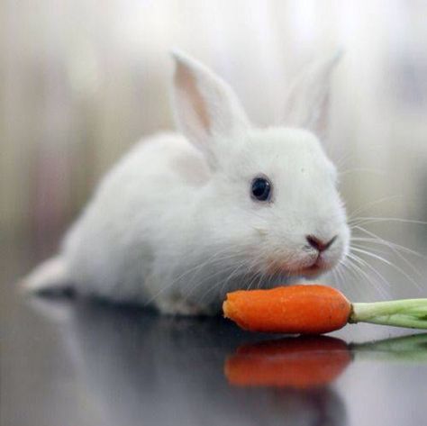 Cute white bunny eating carrot Pet Rabbit Care, Young Rabbit, Guinea Pig Cages, Pet Rabbits, White Bunnies, Rabbit Eating, Cute Bunny Pictures, Love Bunnies, Cute Animal Pics