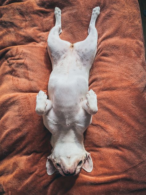 Dogs’ Sleeping Positions And Habits Tell You A Lot About Their Personality And Health Sleep Curls, Dog Sleeping Positions, Dogs Sleeping, Back Photography, Portfolio Pdf, Bulldog French, Sleeping Habits, Sleeping Positions, Sleeping Dogs