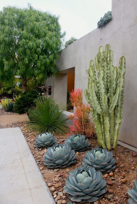 Succulents in rocks Xeriscape Front Yard, Desert Backyard, Succulent Landscape Design, Walkway Landscaping, Drought Tolerant Garden, Succulent Landscaping, Meteor Garden 2018, Rock Garden Landscaping, Desert Garden