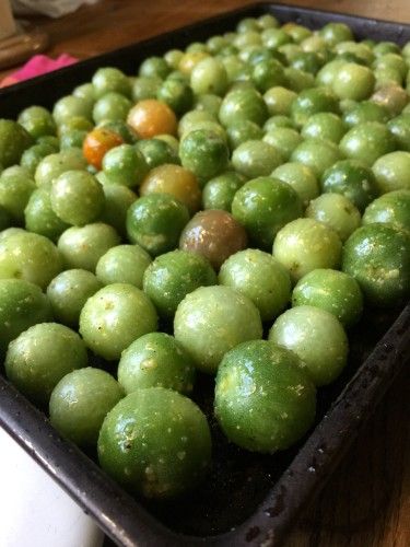 Roasted Green Tomatoes » The Daily Dish Roasting Green Tomatoes In Oven, Baked Green Tomatoes Oven, Roasted Green Tomatoes, Baked Green Tomatoes, Tomato Ideas, Ohio Garden, Green Tomato Recipes, Freeze Greens, Green Cherries