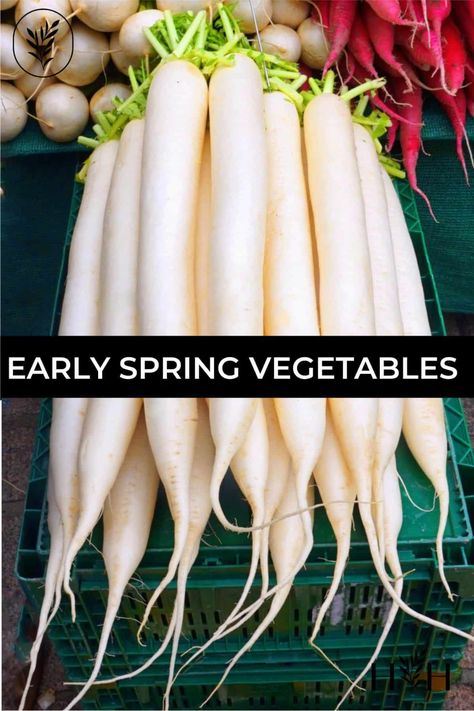 Health Benefits Of Radishes, Name Of Vegetables, Vegetable Pictures, Kimchi Recipe, Spring Vegetables, Healthy Vegetables, Root Vegetables, Radishes, Eating Raw