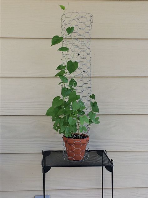 Morning Glory mini trellis Morning Glory Trellis, Mini Trellis, Trellis Diy, Pea Trellis, Indoor Plants Diy, Building A Trellis, Growing Mushrooms At Home, Garden Archway, Trellis Netting