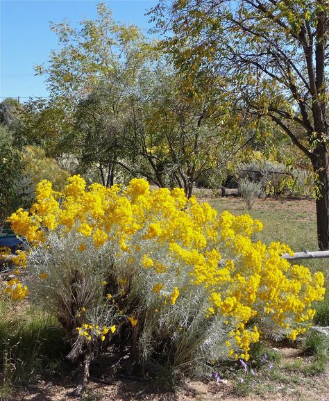 Rabbit Brush, Mid Century Landscape, Cockle Shells, Gardening Zones, California Native Plants, Southwestern Art, Gardening 101, Plant Seeds, Plant List