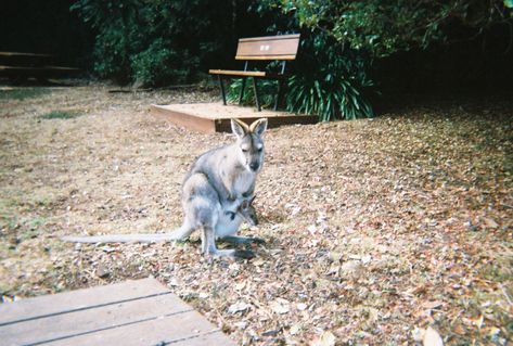 Australia Film Photography, Summer Aesthetic Australia, Australia Aesthetic Vintage, Film Posters Aesthetic, Aesthetic Film Posters, Camera Aesthetic Vintage, 90s Australia, Teenage Dream Summer, Aesthetic Film Camera