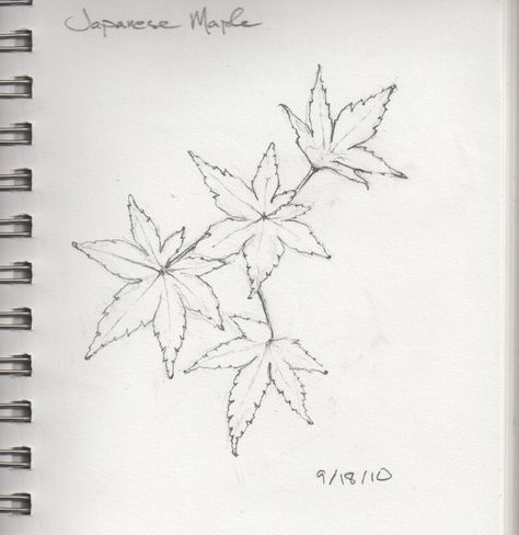 Japanese Maple Drawing, Japanese Maple Leaf Drawing, Japanese Maple Tattoo, Maple Tattoo, Japenese Maple, Maple Leaf Drawing, Maple Leaf Art, Japanese Maples, Daily Sketch