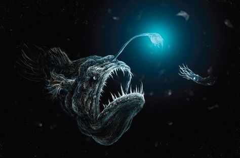 Deep Sea Anglerfish Fish | Deep Sea Anglerfish Predation | Flickr - Photo Sharing! Angler Fish Art, Angler Fish Tattoo, Deep Sea Squid, Astral Plane, Deep Sea Creatures, Angler Fish, Deep Sea Fishing, Sea Monsters, Ocean Creatures