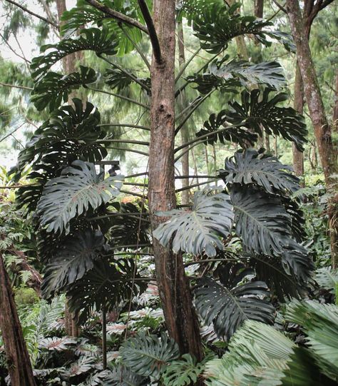 No, this isn't the tree form of monstera, the vine is latched onto the other side of the trunk #monsteramonday #latergram #monstera… | Instagram Singapore Botanic Gardens, Tropical Foliage, The Trunk, Monstera Deliciosa, Botany, The Tree, The Other Side, Trunk, Vines