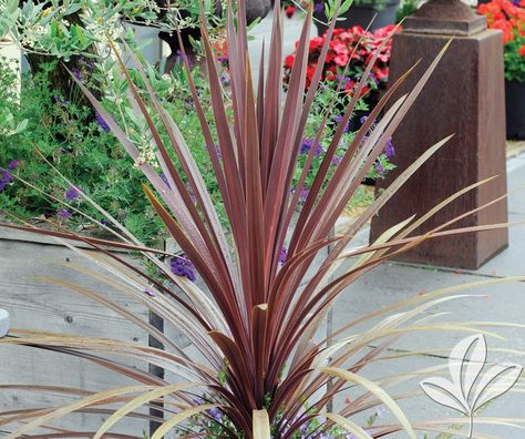 Spike Dracaena Dracaena indivisa Sword-like leaves radiate from an upright stem. Upright to spreading clump … Continue reading DRACAENA SPIKE → Spike Plants For Pots, Spike Flowers, Spike Plant, Full Sun Annuals, Colorful Plant, Garden 2023, Dracaena Plant, Annual Flowers, Colorful Plants