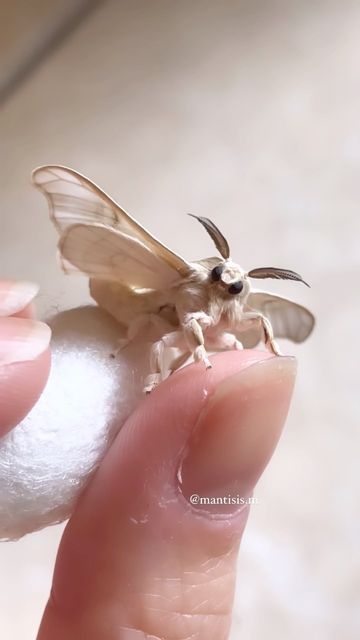 Domestic Silk Moth, Fuzzy Moth Tattoo, Moth Fursuit, Moth Pfp, Ghost Moth, Fuzzy Moth, Cute Moths, Fluffy Moths, Moth Cute