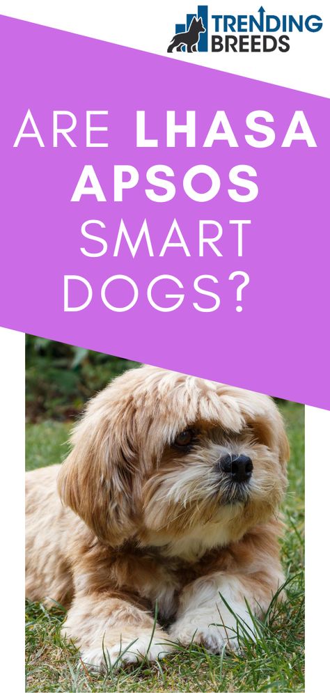 Lapso Apso Dogs, Laso Apso Dogs, Lhasa Apso Haircut Styles, Lhasa Apso Dogs, Llaso Apso, Lhasa Apso Grooming, Lhasa Apso Puppy, Lhasa Apso Puppies, Smart Dogs