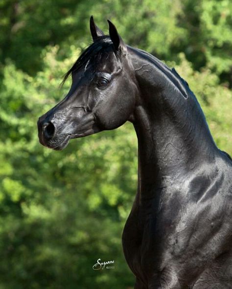 Arabian horse Arabian Horses, Black Horse, A Black, Horses, Green, Black