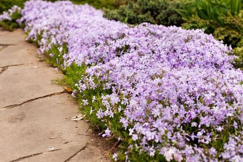 Ground Cover Lawn, Positive Meme, Perennial Border Plants, Lawn Replacement, Phlox Plant, Garden Tricks, Moss Phlox, Perennial Ground Cover, Edging Plants