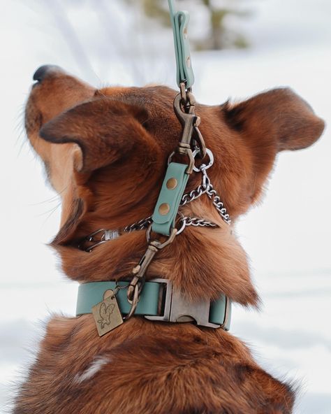 ✨ Product of the Week - Prong Back Up Links! They can also be used on a flat collar to a harness as a backup to your flat collar. If you have a reactive pup, these do give you peace of mind. I didn’t think the prong would unclip on us, but it has twice! They say, until it happens to you…. . We just launched the new mini 6” size in addition to our 8” original size. The mini is actually recommended unless you plan on clipping it to the back of a harness, swipe to see! Cool Dog Stuff, Dog Collar Aesthetic, Cool Dog Collars, Dogs Clothes, Prong Collar, Dog Equipment, Dog Accesories, Reactive Dog, Dog Enrichment