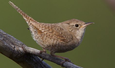 The 10 Wren Species in the United States! (ID Guide) - Bird Watching HQ Light Brown Eyebrows, Wren Bird, Cactus Wren, Living In North Carolina, Brown Bird, Feeding Station, Nesting Boxes, Pretty Birds, Small Birds