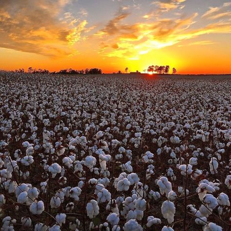 11. A lovely view of a cotton field in Harvest, Alabama. Pretty Night Sky, Clematis Care, Oklahoma Art, South Usa, Pioneer Days, Cotton Pictures, The Underground Railroad, North Alabama, Field Wallpaper