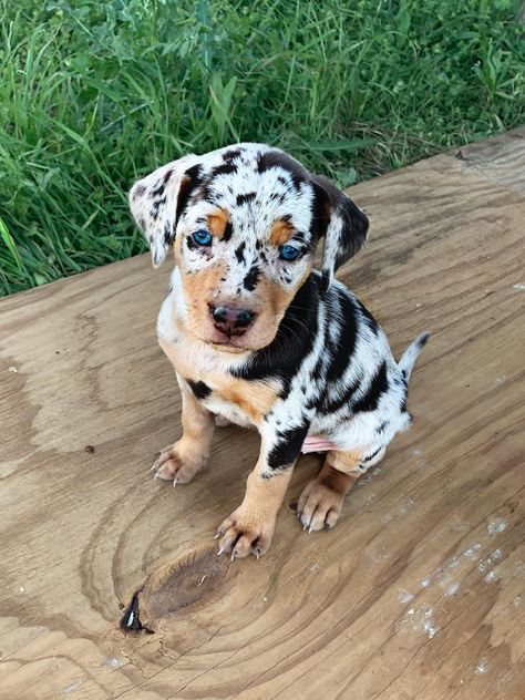 Absolute cutest puppy raised by us at Victory Quarter Horses. Follow us on Facebook! Puppies Great Dane, Cute Medium Sized Dogs, Pretty Puppies, Cutest Puppy, Unlikely Friends, Cute Dogs Images, Very Cute Puppies, Super Cute Puppies, Quarter Horses