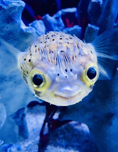 Fish Face, Mako Mermaids, Saltwater Tank, Puffer Fish, Marine Fish, Cute Fish, Ocean Creatures, Marine Animals, Ocean Animals