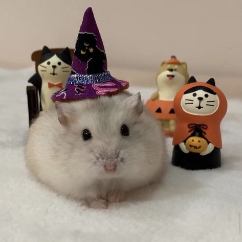 Halloween Hamster, Halloween Digital Art, Hamsters, Cute Hamsters, Love My Boyfriend, Halloween Digital, Cute Halloween, Fur Babies, Halloween