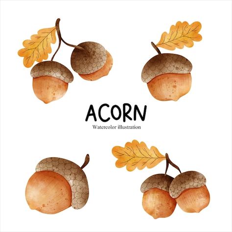 Acorn Drawing, Fall Watercolor, Autumn Season, Childrens Illustrations, Fall Pumpkins, Watercolor Illustration, Fall Season, Clay Crafts, Premium Vector