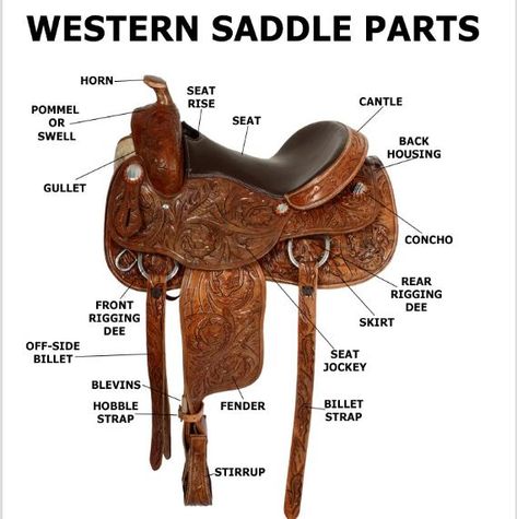 Looking at a horse saddle, have you ever wondered why there are so many parts in just a small thing? Well, this article is going to tell you how to name all parts of a Western saddle, what they are for, and how to select the right size saddle for you and your dear horse. […] The post 8 Parts of Western Saddle You Should Know appeared first on Horse is Love. Mounting A Horse, Horse English, Roping Saddles, Western Horse Saddles, Horse Camp, English Horse, Horse Training Tips, Western Horse Tack, Barrel Horse