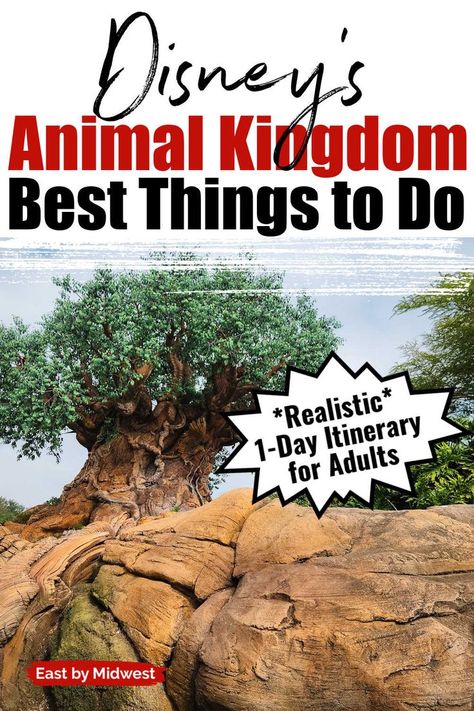 Getting ready for Animal Kingdom? This realistic 1-day itinerary for adults will help you experience the best things to do at Disney's Animal Kingdom! What to see at Animal Kingdom. What to do at Animal Kingdom. What to eat at Animal Kingdom. Animal Kingdom tips. Animal Kingdom travel tips. #animalkingdom #waltdisneyworld #disneyworld #florida #orlando #orlandoflorida #disney #themeparks #disneytravel Animal Kingdom Itinerary, Rib Tips, Disney Animal Kingdom, Travel Questions, Disney World Vacation Planning, Florida Orlando, Disney Animals, All About Animals, Disney World Vacation