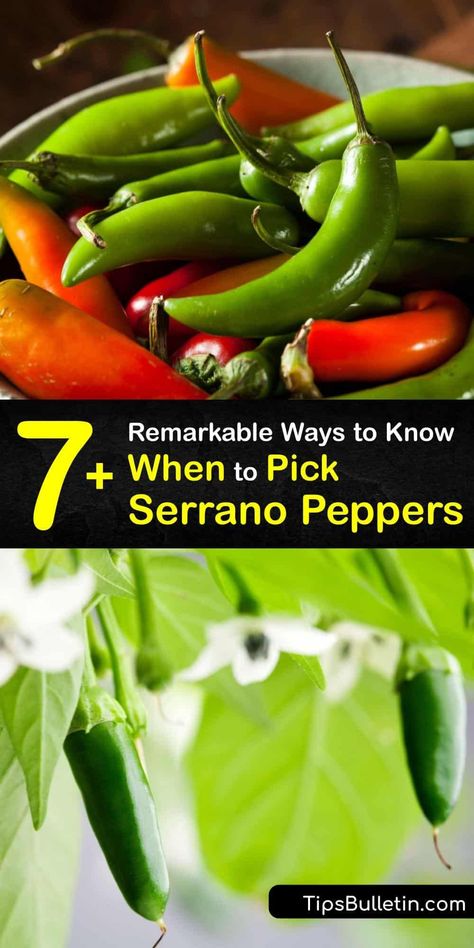 Learn when to pick serrano peppers to use in Mexican dishes. This chili pepper is hotter than jalapeno peppers on the Scoville scale but less hot than the habanero. Try a red pepper if you enjoy spicy foods or a green one if you have a lower heat tolerance. #serrano #peppers #picking #harvest Serrano Hot Sauce Recipe, Serrano Pepper Recipes, Serrano Hot Sauce, Scoville Scale, Growing Vegetables Indoors, Serrano Peppers, Pepper Sauce Recipe, Growing Peppers, Canned Food Storage