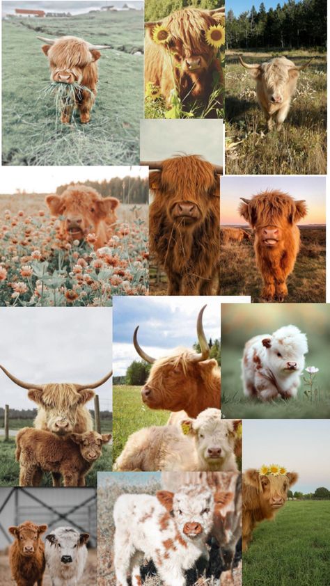 Highland Cow Pictures, Pet Cows, Cow Wallpaper, Cute Images For Wallpaper, Mini Cows, Baby Highland Cow, Cute Dogs Images, Baby Farm Animals