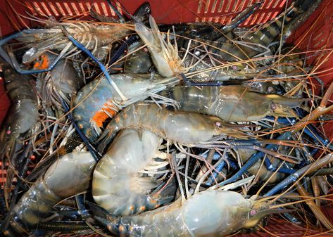 Giant Prawns, Freshwater Prawn Farming, Neocardinia Shrimp, White Shrimp, Shrimp Farming, Show White, Google Images, Product Description, Fresh Water