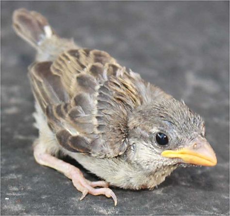 Marie Hulett's Animal Files & Other Stuff!: Baby Bird Found at Preschool Baby Sparrow, Wildlife Rescue, Bird Identification, The Chicks, House Sparrow, Baby Birds, Sparrow Bird, Finches, Baby Bird