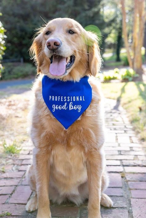 "Custom Printed Dog Bandannas. 22 x 30 x 22 inches 100% Cotton  in Black  Red  Yellow  Royal Blue  Hot Pink and White When ordering remember to include font style ( Text style ) Color of text and what you want it to say in a message or your dogs name Make sure you have that already when your order and leave it under \" NOTE TO SELLER \" when you check out. We ship the very next day  Free Shipping usps 1st class Please measure your dog the make sure it fits This fits most medium to large dogs" Royal Blue Fabric, Dog Bandanna, Dog Business, Dogs Name, Dog Weight, Dog Grooming Business, Dog Boutique, Two Fingers, Dog Crafts