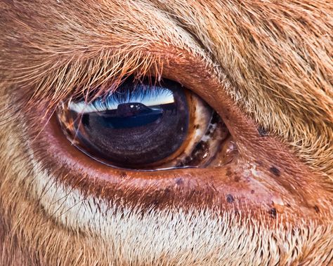 cow eye reflection by Marvin Bredel, via Flickr Leonard Peltier, Cow Eyes, Fructose Malabsorption, Secret Knowledge, Eye Close Up, Animal Eyes, Drawing Eye, Windows To The Soul, Cow Painting